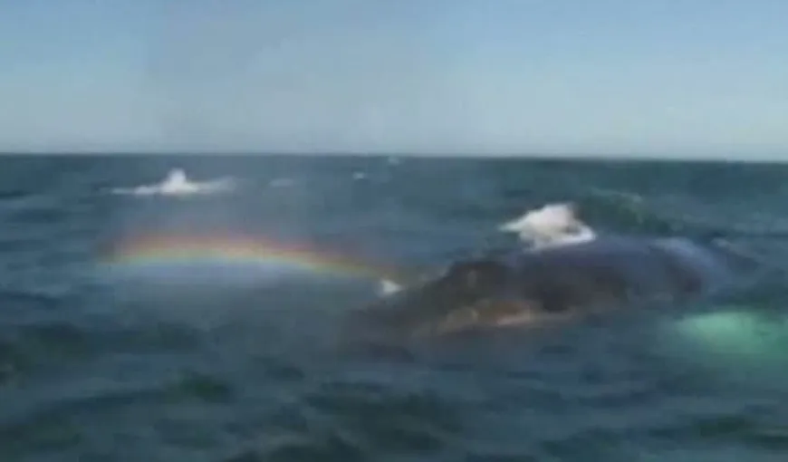 Spectacol în Pacific, cu o balenă care „expiră” curcubeie VIDEO