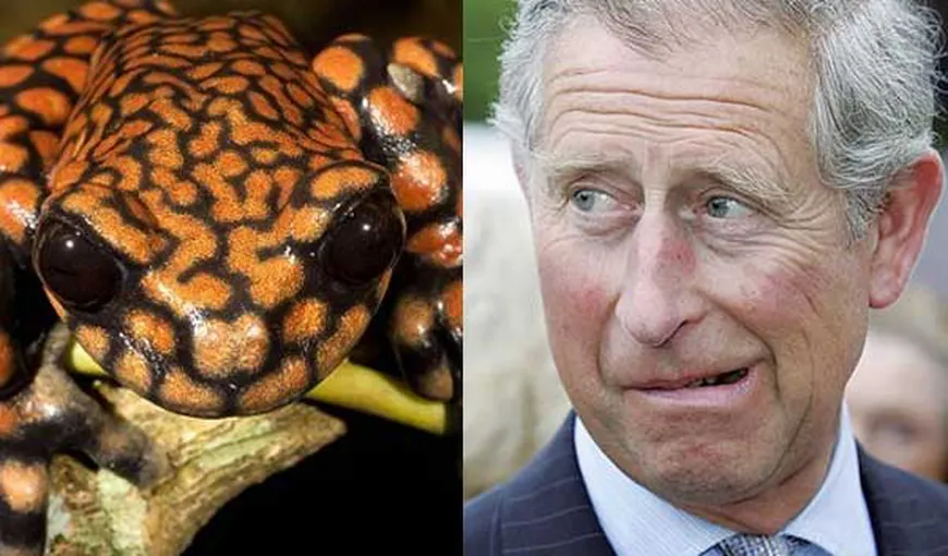 O nouă specie de broască a primit numele prinţului Charles