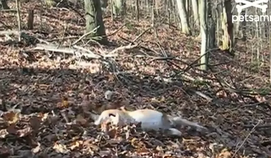 Cum se distrează un câine leneş VIDEO