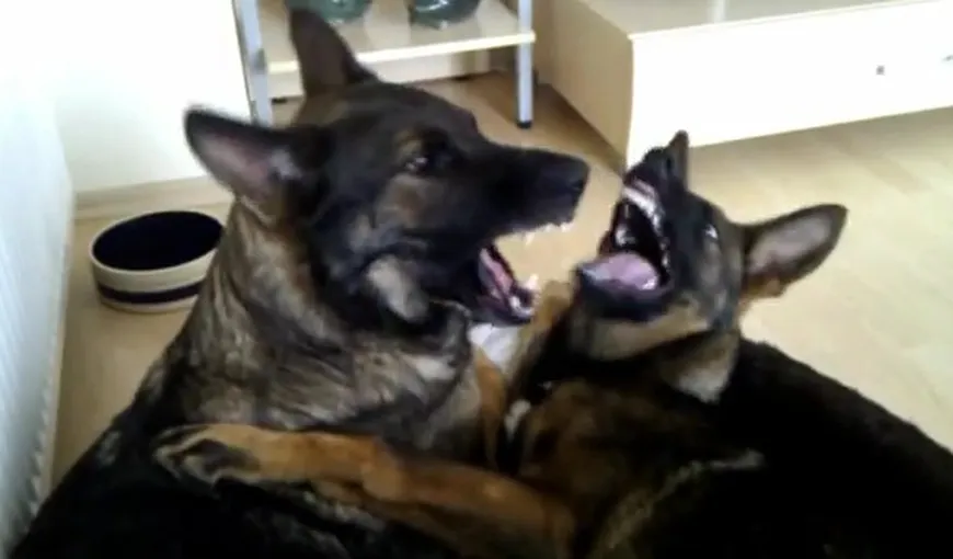 DUET inedit. Câinii au TALENT VIDEO