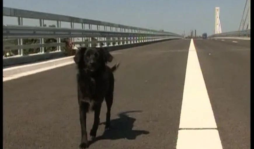 Autostrada Bucureşti-Ploieşti, deshisă doar pentru câini VIDEO