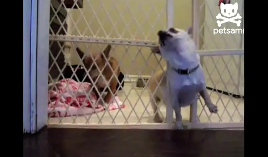 Cea mai nostimă evadare a unui câine VIDEO