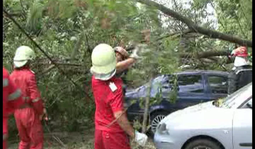 Un copac a distrus maşinile a patru poliţişti, la Turnu Severin VIDEO