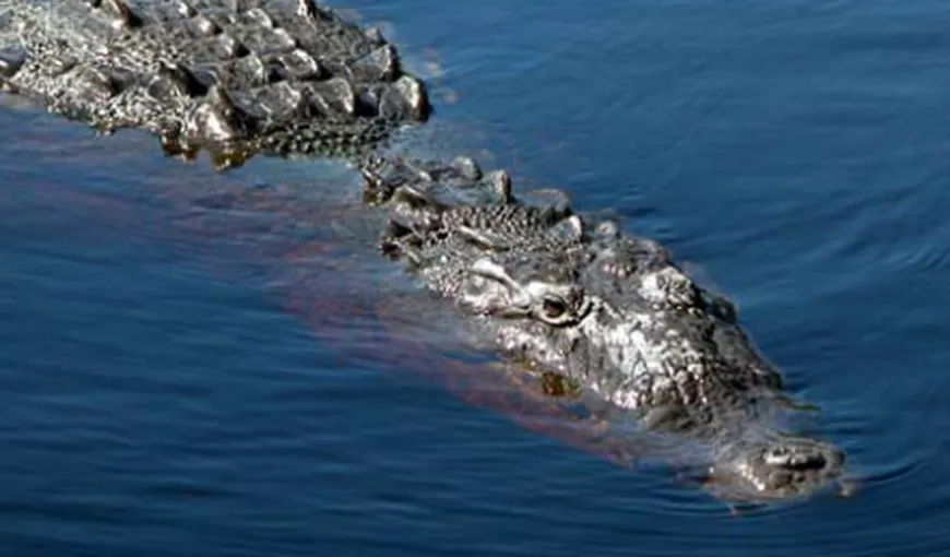 Un crocodil, descoperit în apa unui ştrand din Roman VIDEO