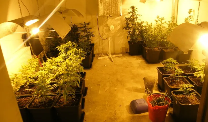 Cultură de cannabis, găsită în subsolul unei case. Creşterea plantelor era stimulată prin muzică