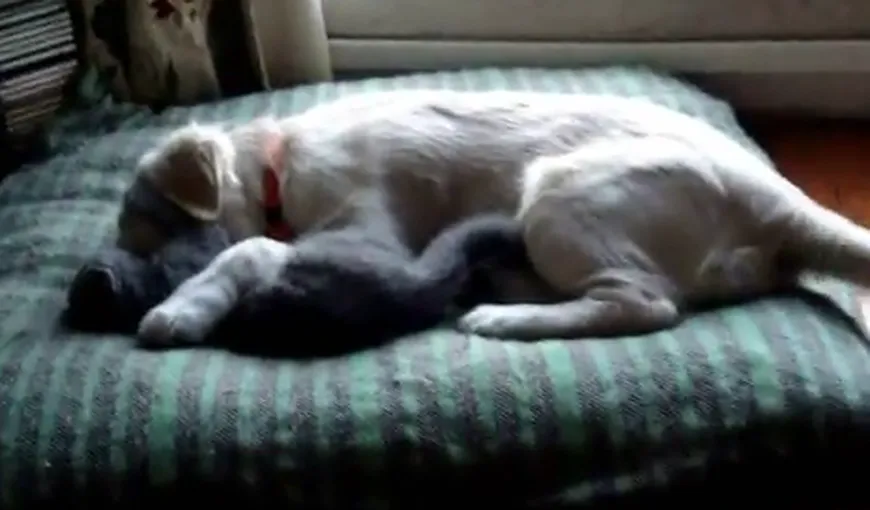 Cei mai dulci prieteni: Un căţel şi o pisică dorm împreună şi se alintă VIDEO