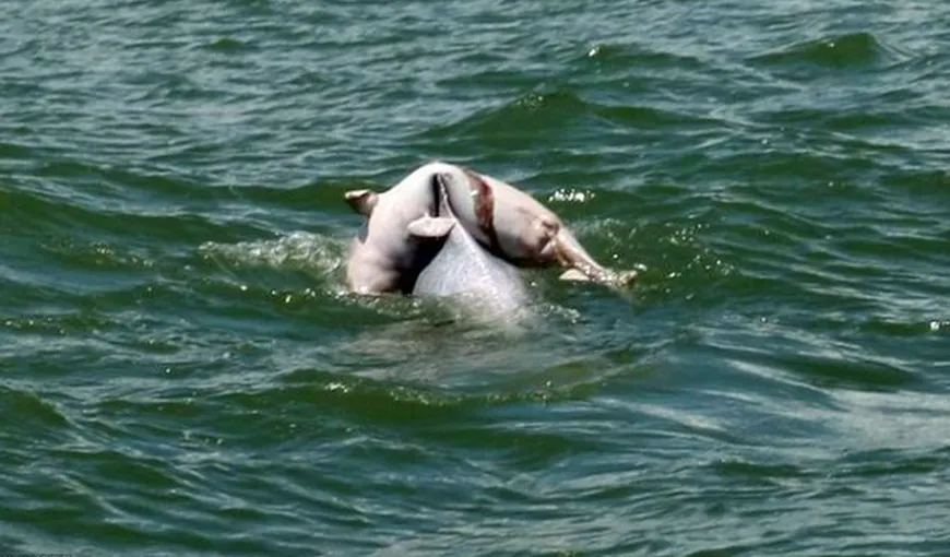 EMOŢIONANT Ritual al delfinilor: Cum îşi plânge un delfin puiul VIDEO