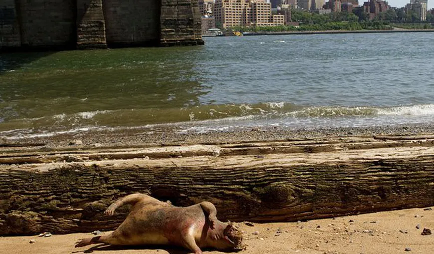 New York: Monstru misterios găsit sub Podul Brooklyn