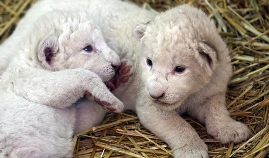 Cei doi pui de leu alb care vă vor fura inima FOTO