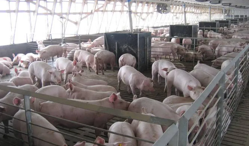 O fermă din Suceava creşte porcii doar pe muzică clasică