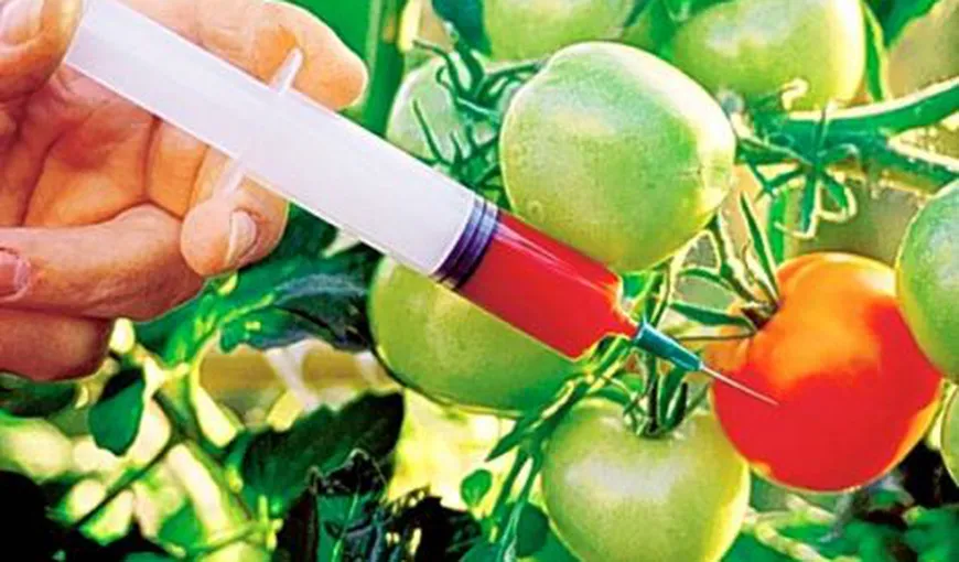 Cele mai multe produse alimentare conţin între 0,1 – 0,5% organisme modificate genetic