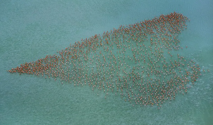 Dragostea zboară: Imagini fascinante, cu un stol de păsări flamingo VIDEO