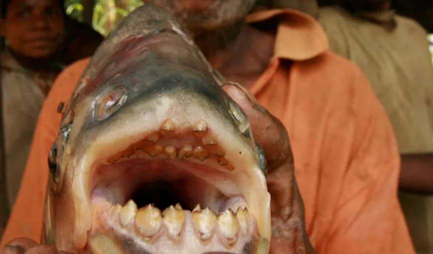 Pacu, peştele care „devorează” testicule umane