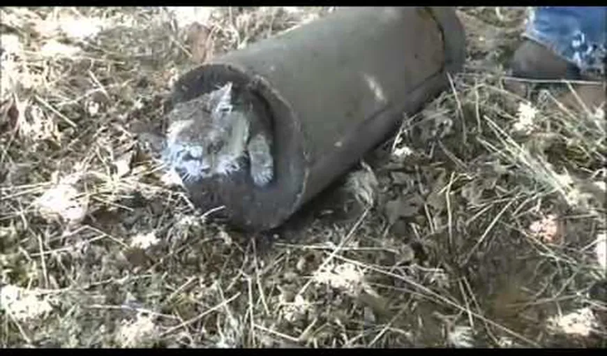 Operaţiune complicată de salvare: O pisică a fost îngropată de vie în ciment VIDEO