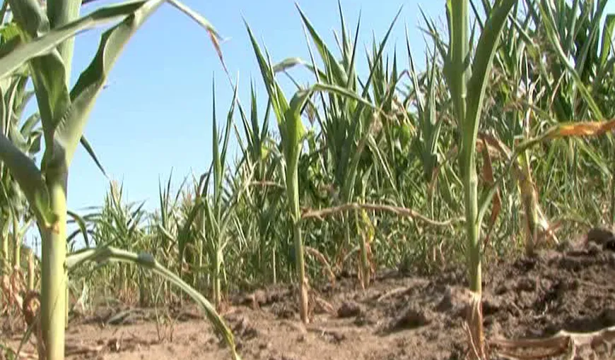 Culturile agricole din judeţul Cluj, afectate în proporţie de 50 şi 100 % din cauza secetei