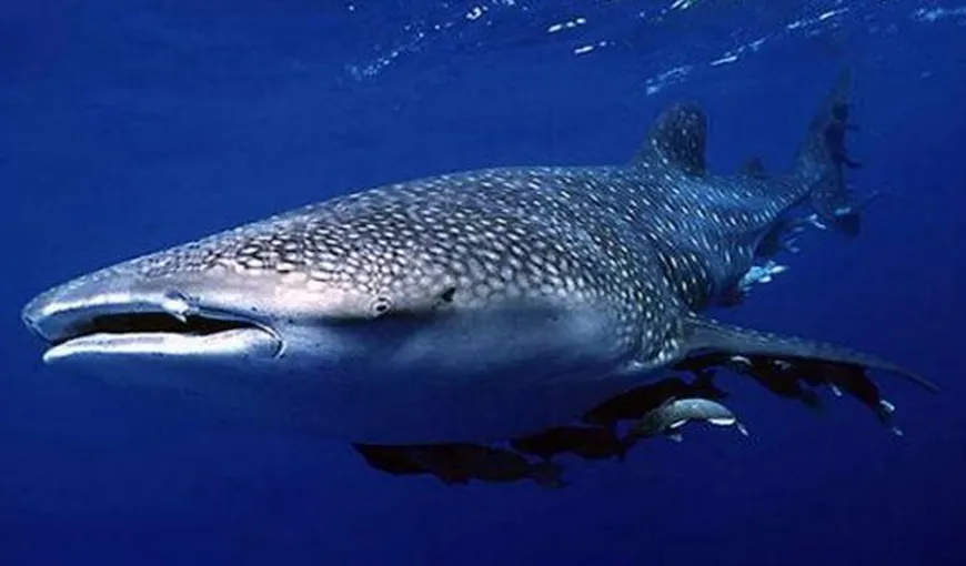 Cel mai leneş rechin din lume „aspiră” peştii din plasa pescarilor VIDEO