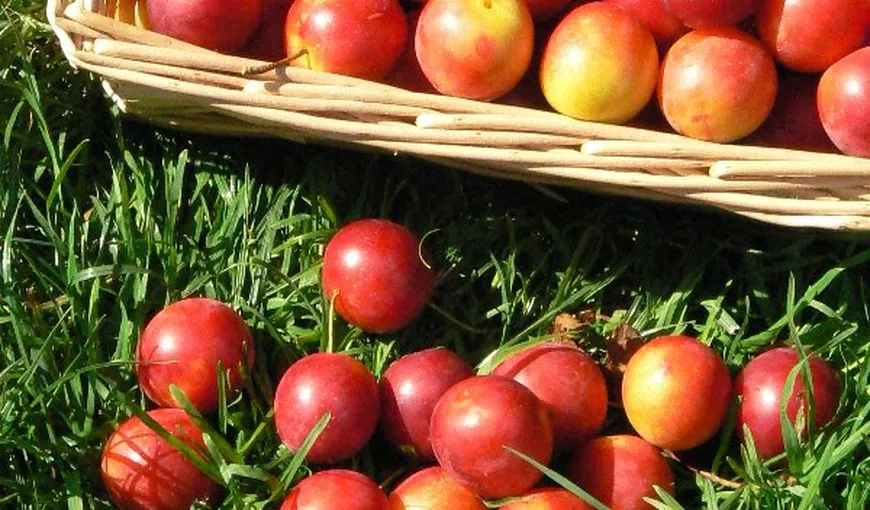 Un pom din Oradea face 11 feluri de fructe