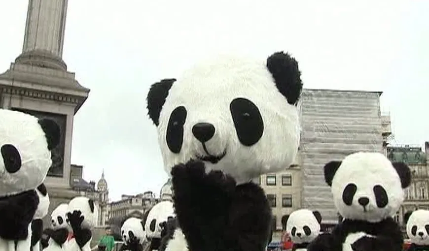 Urşii panda invadează Londra VIDEO