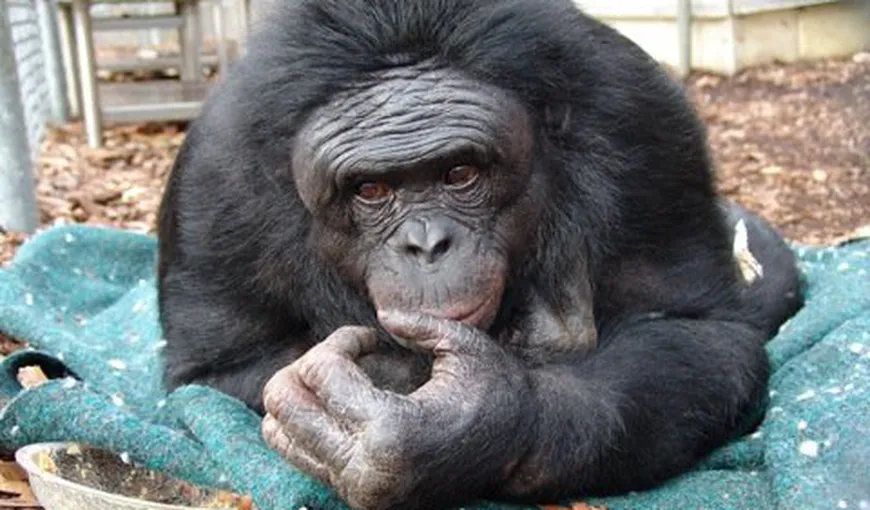 Un pas spre umanitate: Un cimpanzeu bonobo a învăţat singur să creeze unelte VIDEO