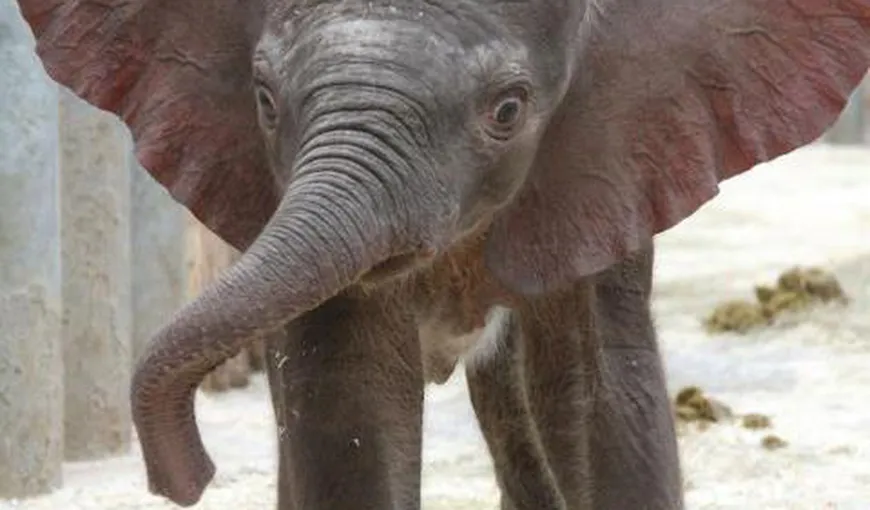 Un pui de elefant curios, noua vedetă de la o grădină zoologică din Franţa VIDEO