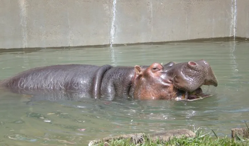 Cel mai bătrân hipopotam din lume a murit joi