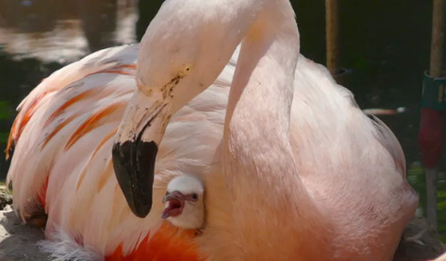 Păsărilor flamingo roz le creşte cheful de împerechere când aud vocea lui Barry White