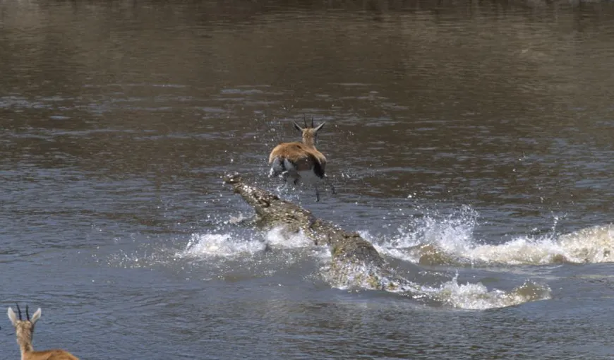 O săritură norocoasă: Cum a scăpat o gazelă din fălcile crocodililor FOTO