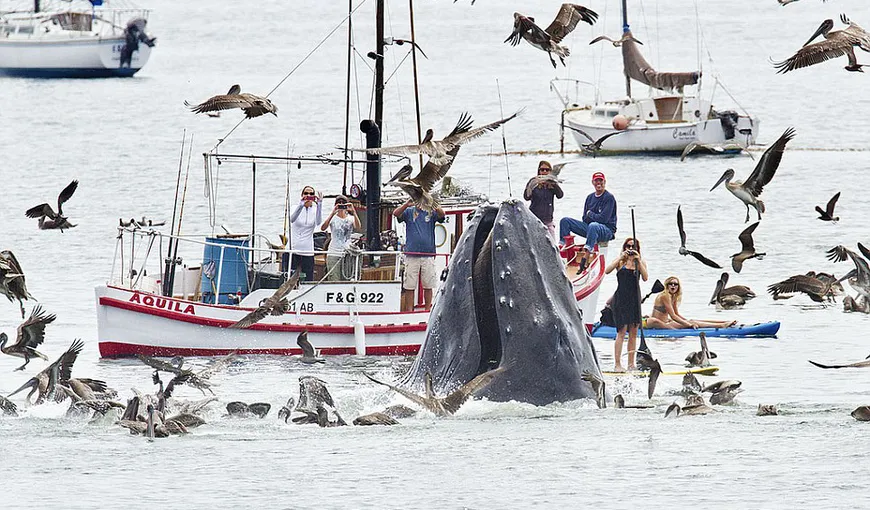 O vizită-surpriză: Apariţia neaşteptată a balenelor într-un golf liniştit din California FOTO