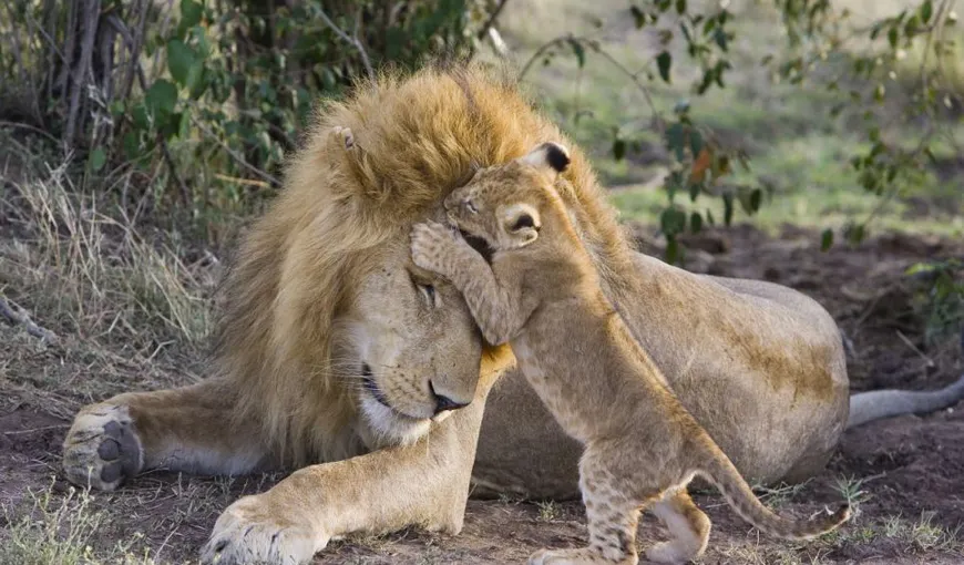 O scenă desprinsă din desenele animate: Momentul când un pui de leu îşi întâlneşte tatăl FOTO