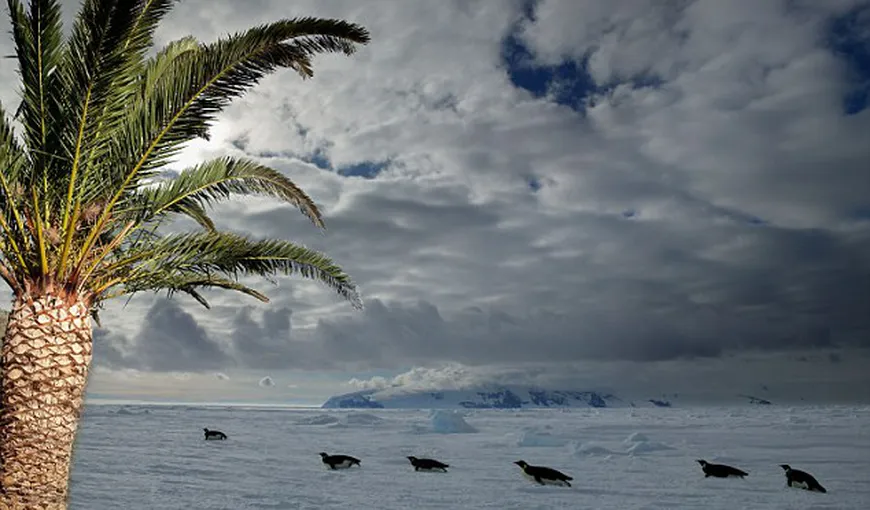 Antarctica a fost plină de palmieri, iar istoria s-ar putea repeta din cauza încălzirii globale