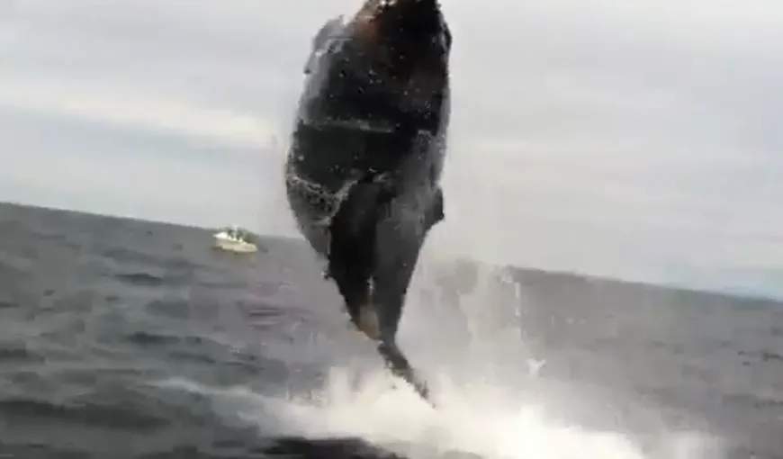 O balenă a speriat îngrozitor un grup de pescari: A sărit aproape în barca lor VIDEO