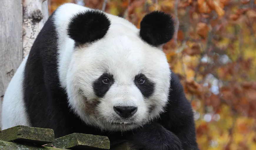 Cel mai bătrân panda mascul din lume, Bao Bao, a murit