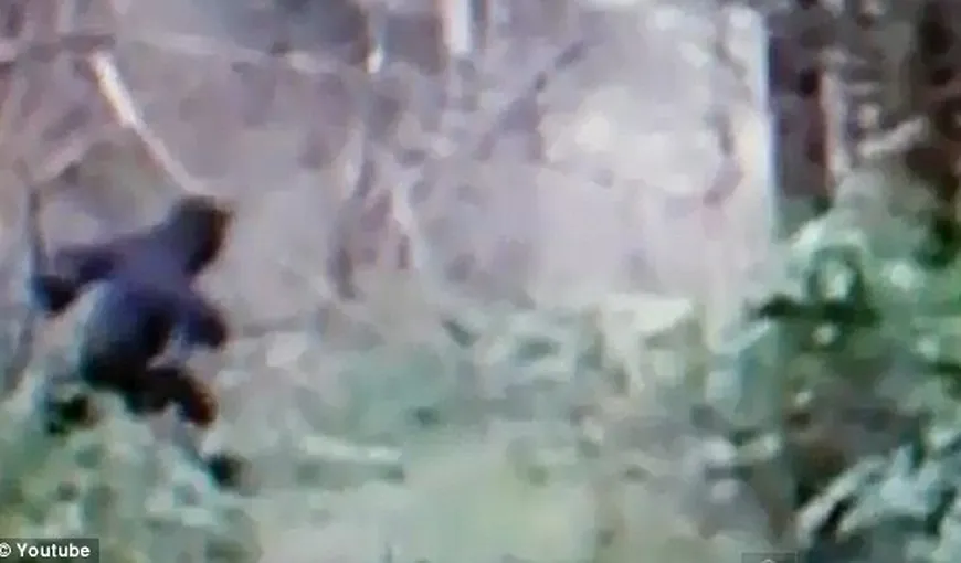 Este oare Bigfoot? O creatură misterioasă, filmată într-o pădure din SUA VIDEO