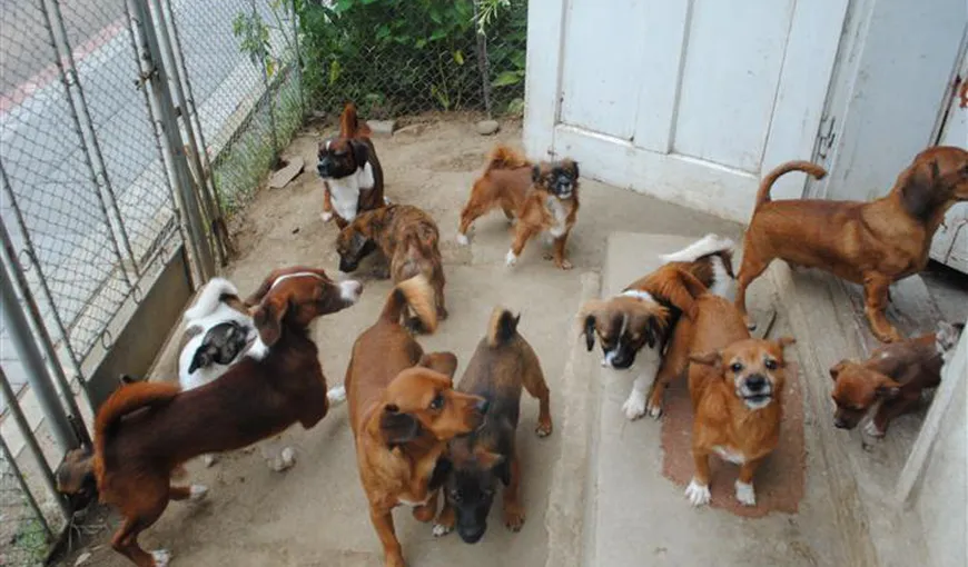 Menajeria din Botoşani. O familie de pensionari are 60 de câini şi pisici VIDEO
