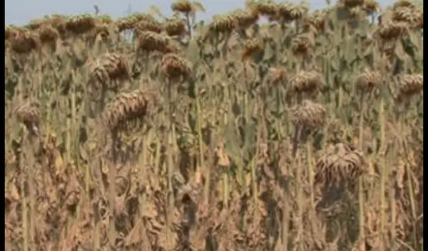 Mehedinţi: Culturi agricole compromise din cauza hoţilor care au furat sistemul de irigaţii VIDEO