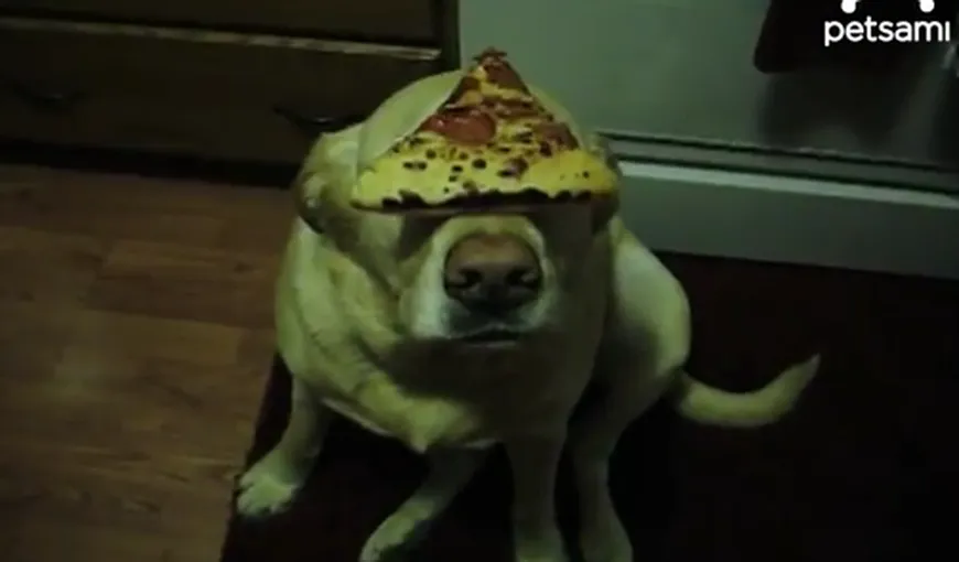 Cel mai rapid câine din lume: Cum înhaţă o bucată de pizza VIDEO
