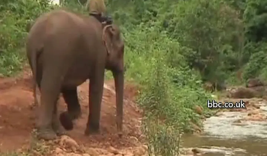 Azil de bătrâni pentru elefanţi VIDEO