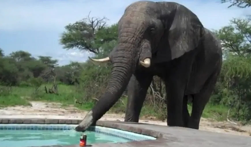 Un elefant pasionat de piscină: Cum a stricat animalul o petrecere VIDEO