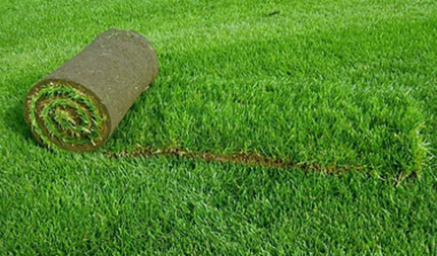Covorul de iarbă din Chişinău, aşternut înaintea vizitei Angelei Merkel, a fost furat