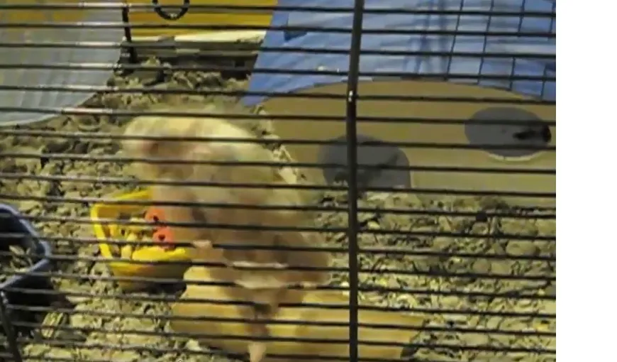 Unui hamster nu îi stă nimic în cale… nici măcar o cuşcă închisă VIDEO