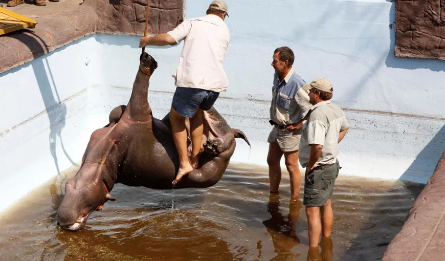 Un hipopotam căzut într-o piscină, în Africa de Sud, a murit înainte de a fi scos din ea VIDEO