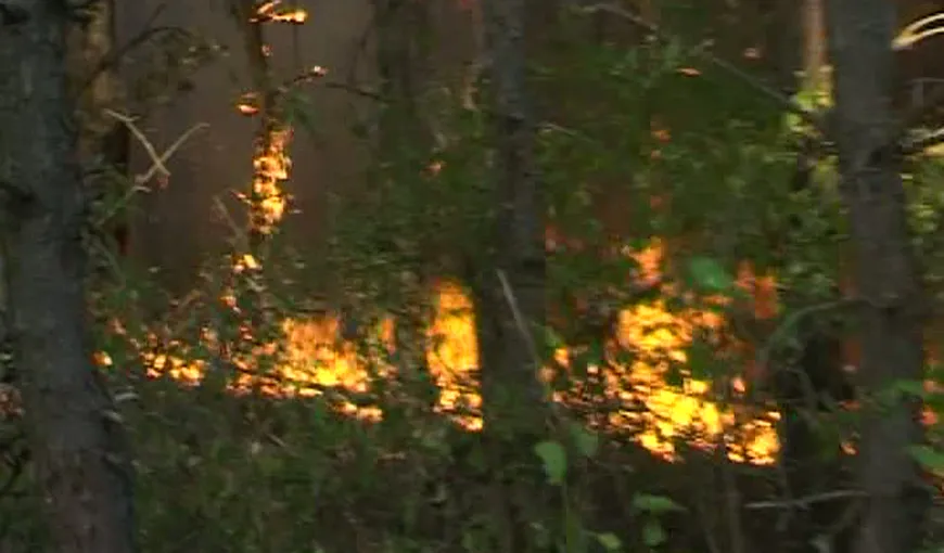 Cinci incendii de vegetație într-o singură zi VIDEO