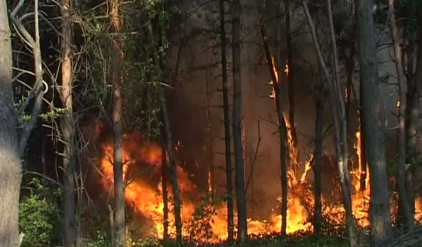 Incendiu puternic de vegetaţie în Baia Mare. Doi pompieri au ajuns intoxicaţi la spital