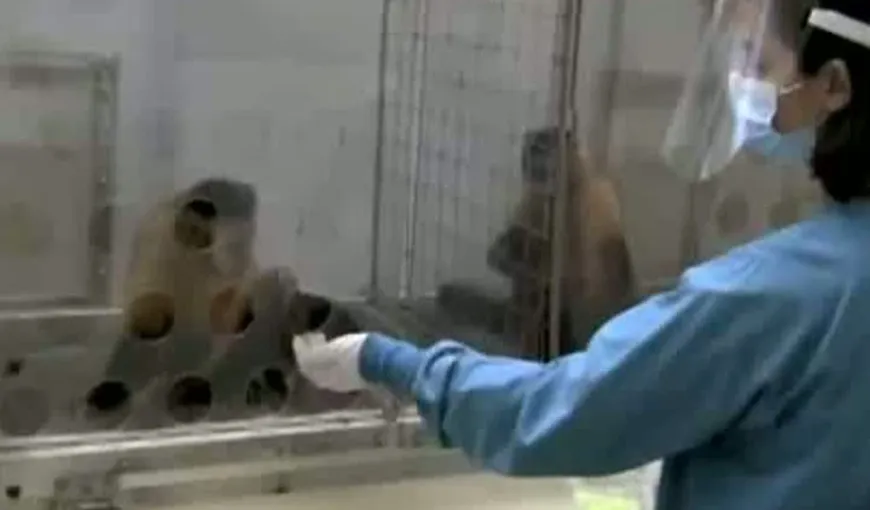 Reacţia hilară a unei maimuţe care primeşte castraveţi în loc de struguri VIDEO