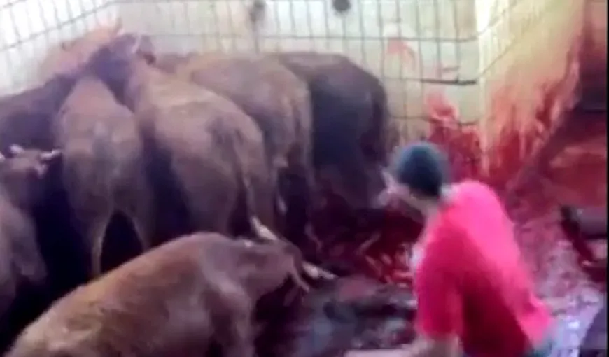 VIER PFOTEN: În Egipt şi Turcia vitele sunt torturate în abatoare, iar consumul de carne e riscant