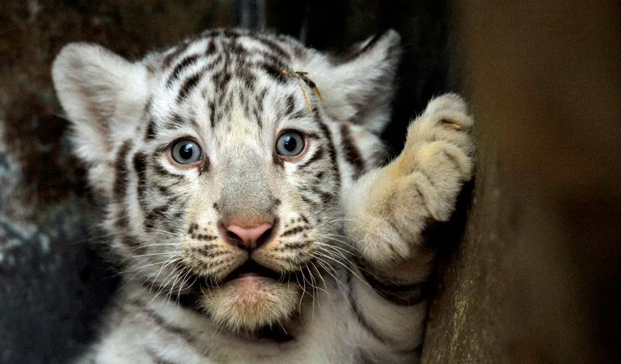 Miracol la zoo: Trei pui de tigru bengalez alb s-au născut în Cehia FOTO şi VIDEO