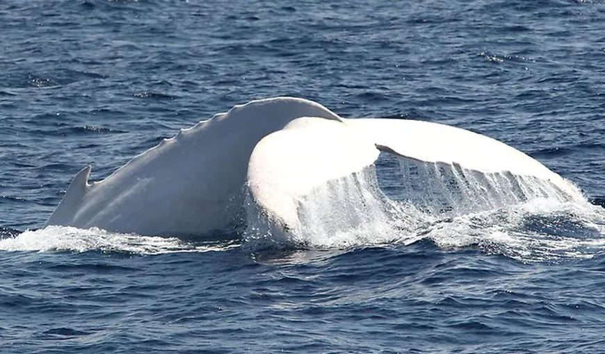SPECTACULOS. Migaloo, balena albă, şi-a făcut apariţia pe coasta Australiei VIDEO