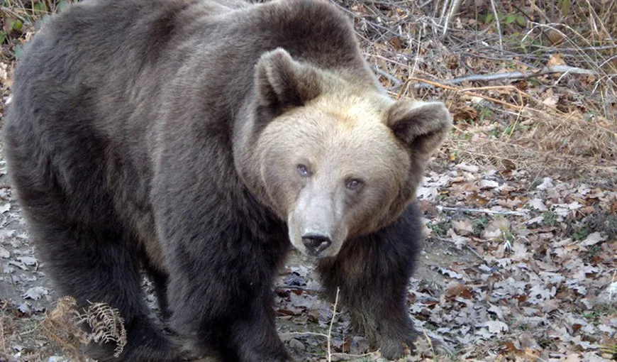 Sanctuarul Urşilor de la Zărneşti se oferă să găzduiască ursul din Moroieni