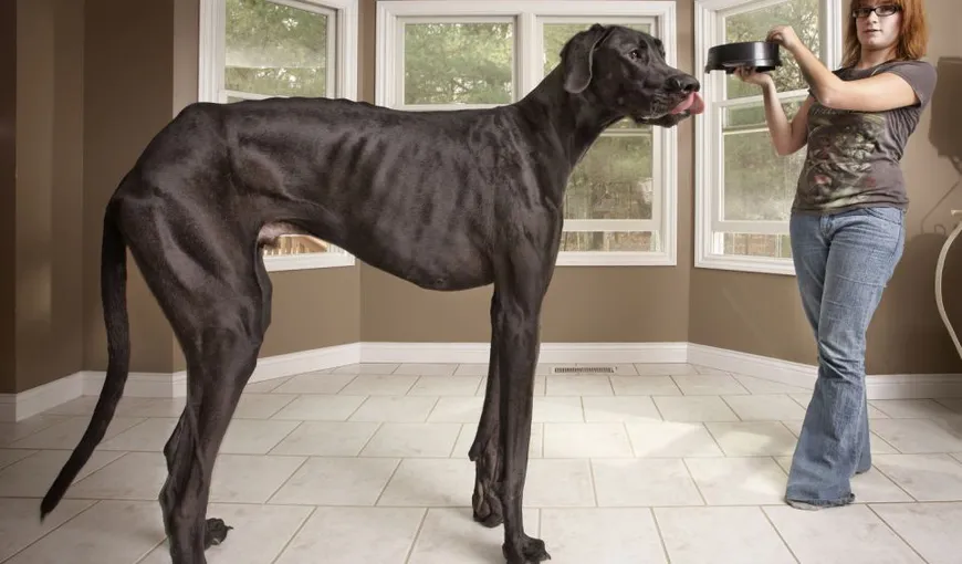 Cel mai înalt câine din lume măsoară peste un metru. Vezi şi alte recorduri inedite VIDEO