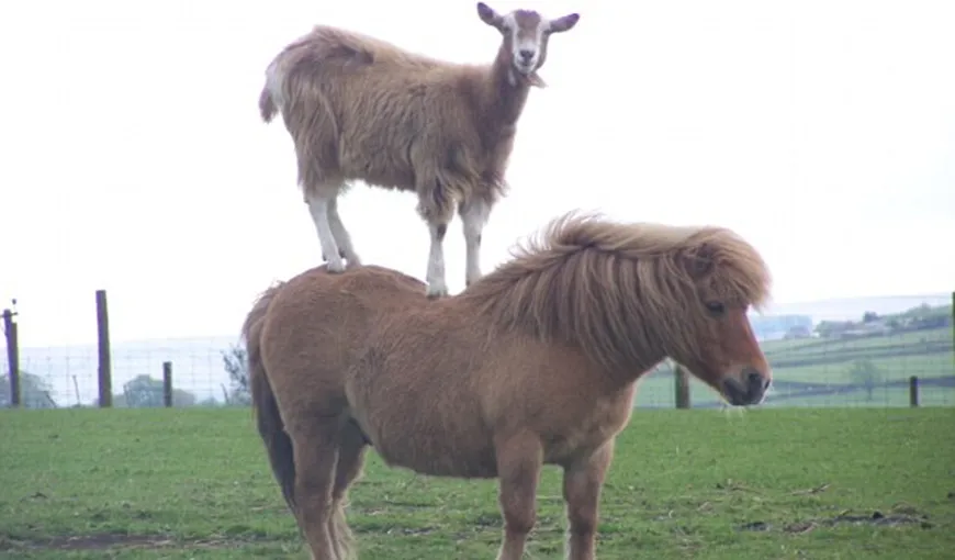 Capra acrobată: Ţopăie pe spatele unui ponei FOTO